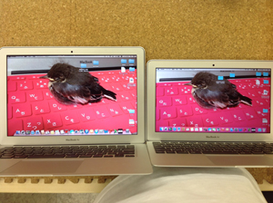 Mac 移行アシスタント